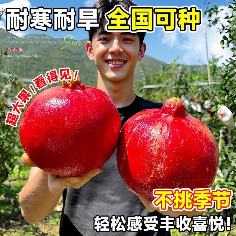 石榴树苗突尼斯软籽盆栽庭