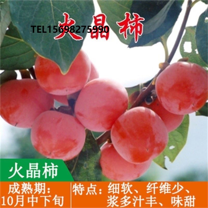 火晶柿子树苖软柿子即摘即吃柿子树苖盆栽南方北方种植当年结果苖