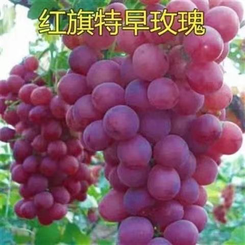 特早熟葡萄新品种早甜树