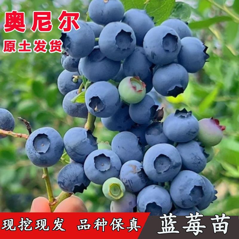 奥尼尔蓝莓苗早熟南方北