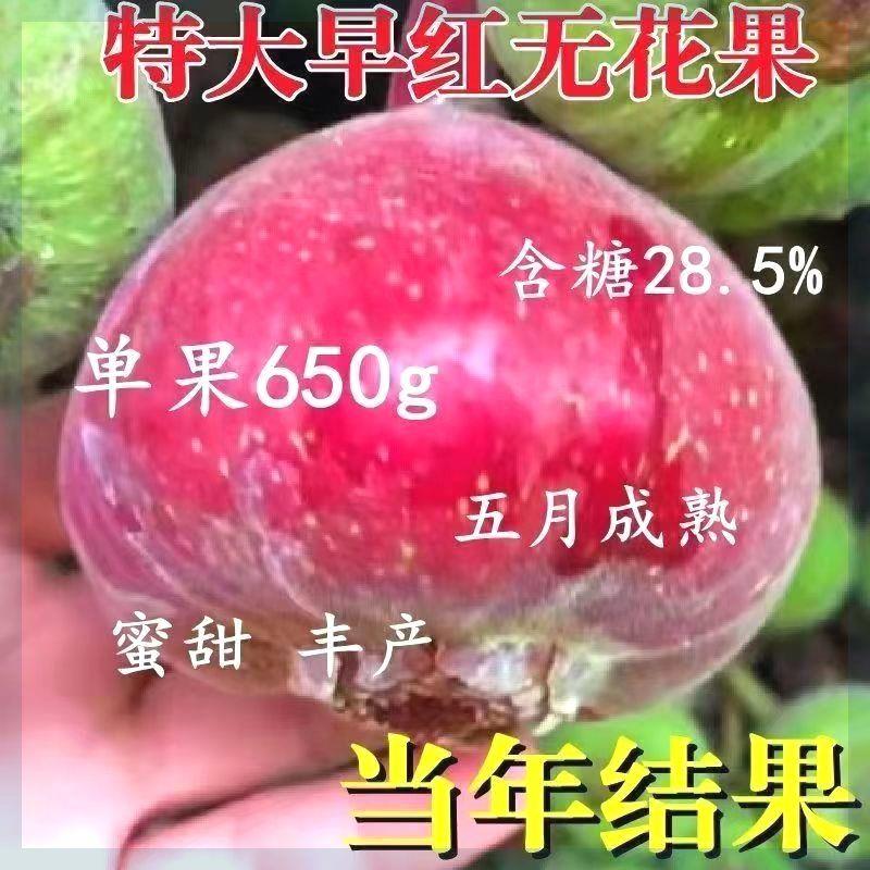 无花果树苗特大早红当年