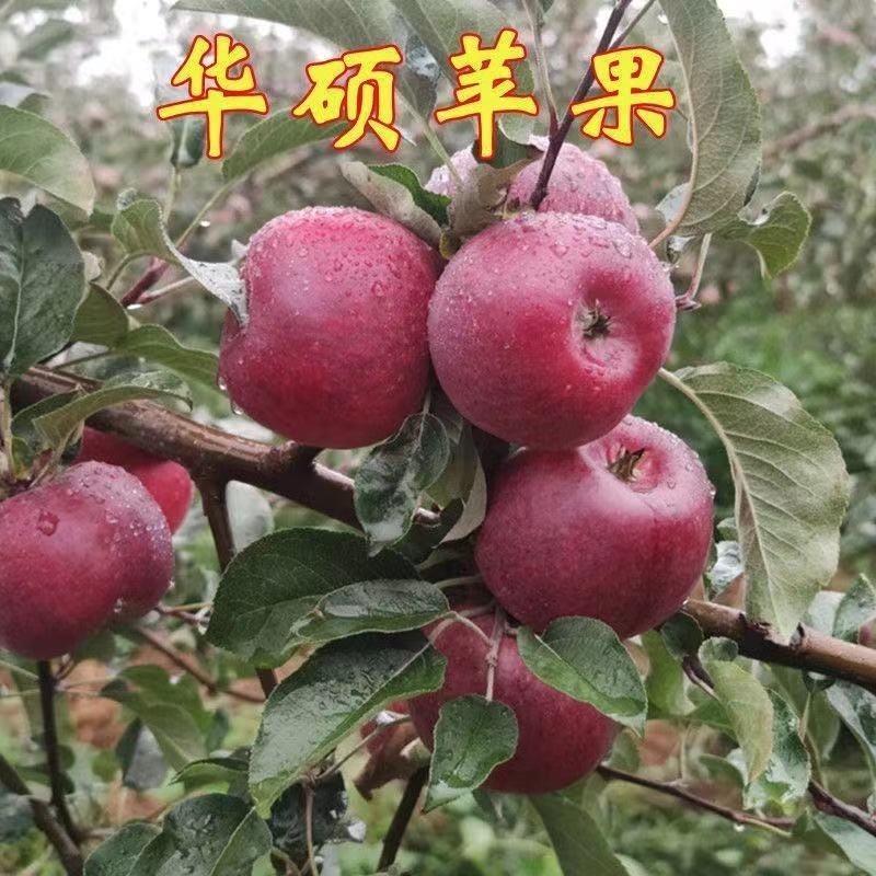 新品种嫁接华硕苹果树苗