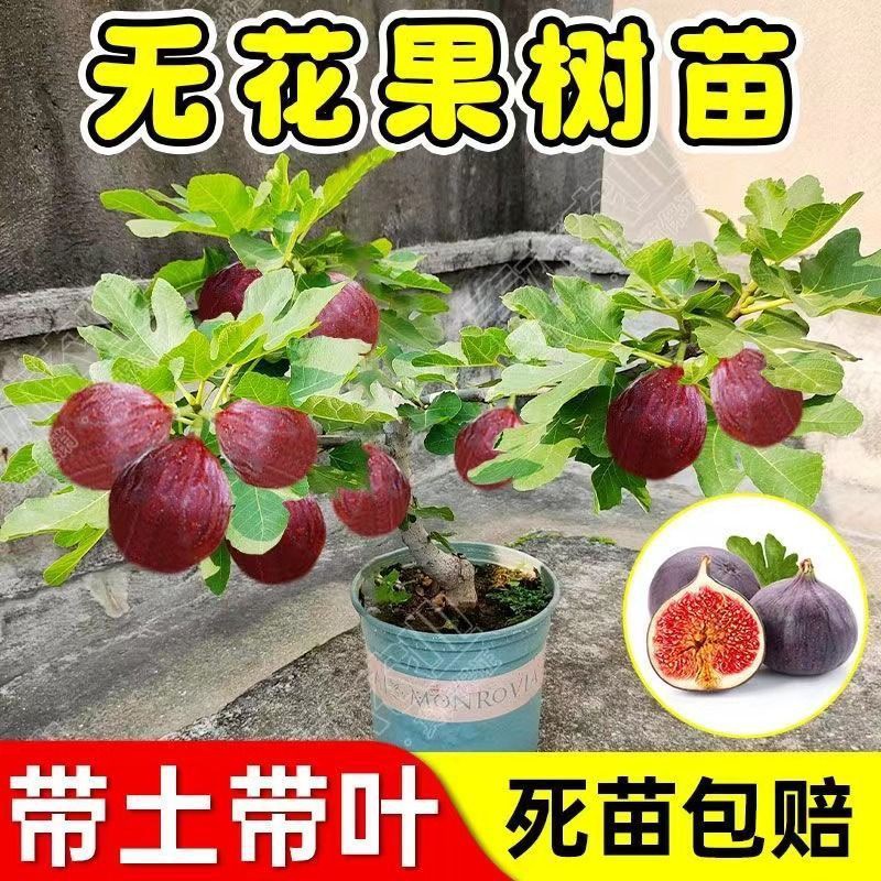 无花果树苗波姬红大果新品种耐寒耐旱盆栽地栽南北方种植当年结果
