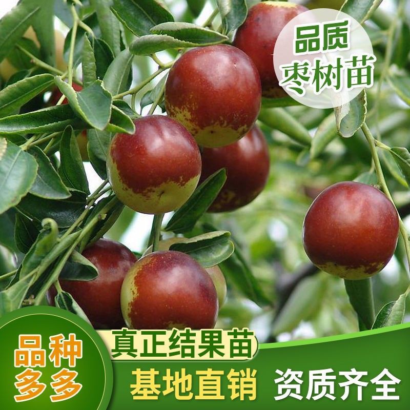 嫁接枣树苗特大沾化冬枣苗三代冰糖枣南北方种植盆栽地栽当年结果
