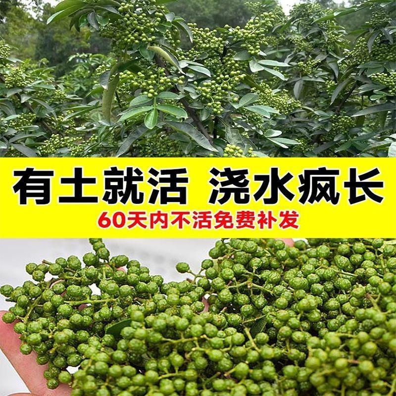 正宗九叶青花椒树大苗特号