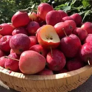 昭通冰糖心野生丑苹果树苗嫁接果树苗南方种植脆甜好吃大苹果易活