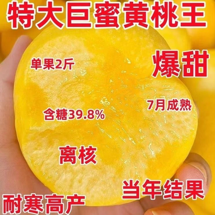 特大黄桃树苗新品种超甜