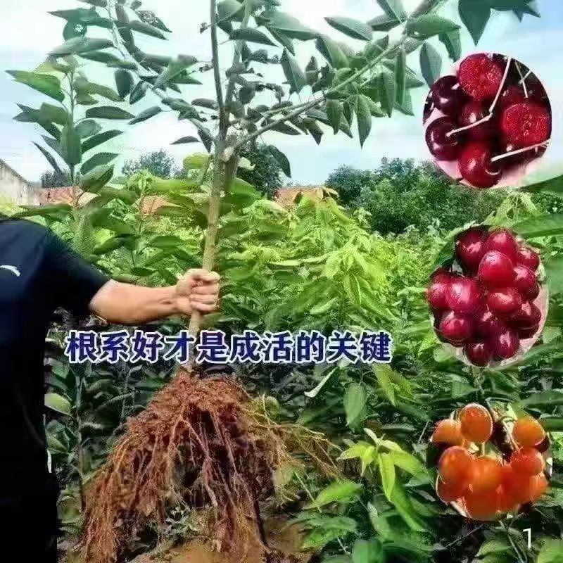 中国土樱桃树苗老品种红色中华小樱桃苗盆地栽南北方种植当年结果