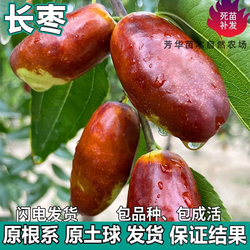 灵武长枣苗树南北方庭院地栽特大枣子果树苗盆栽嫁红枣接当年结果