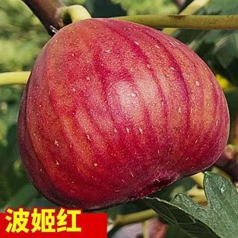 嫁接波姬红无花果树苗南方北方种植庭院阳台盆栽地栽当年结果树苗