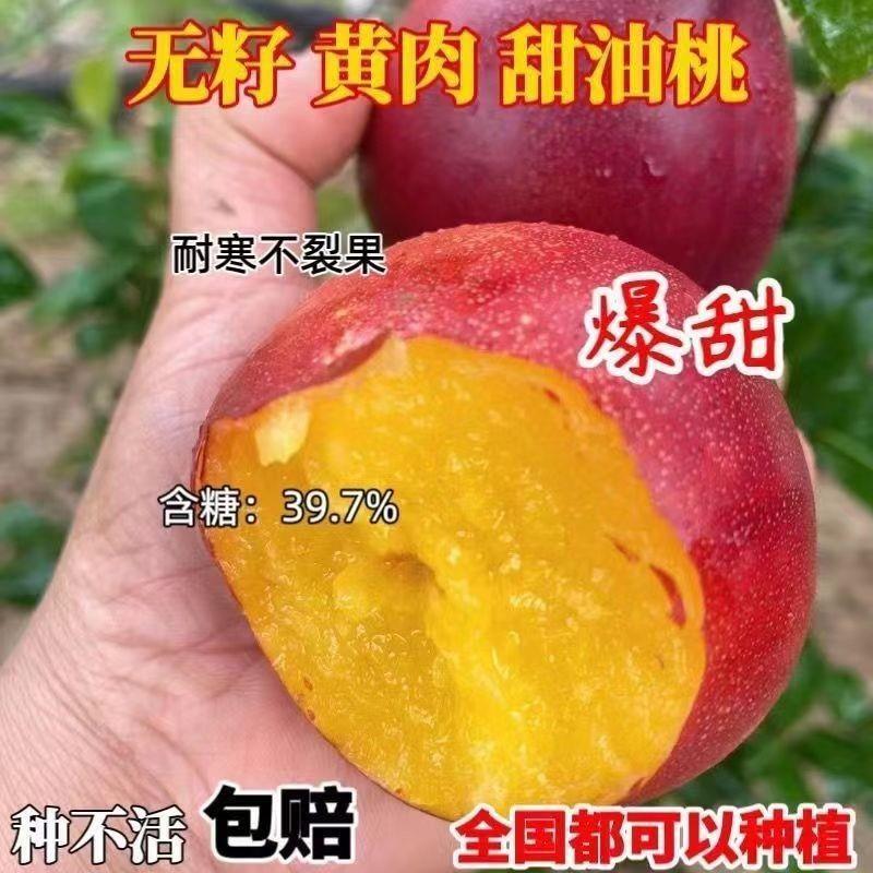 嫁接桃树苗新品种无核早熟