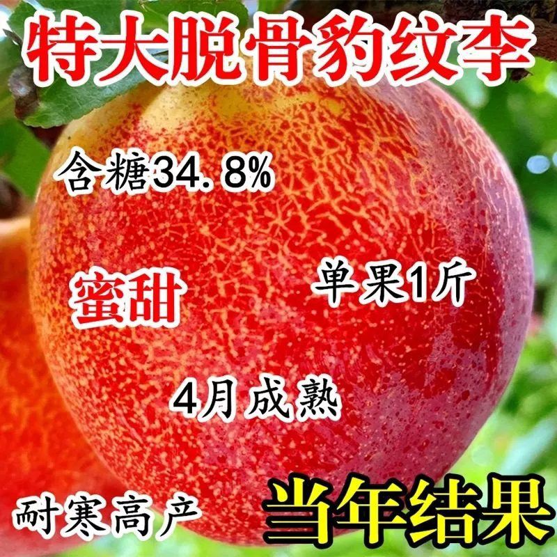 嫁接李子树苗特大种甜早熟南北方种植盆栽地栽当年结果