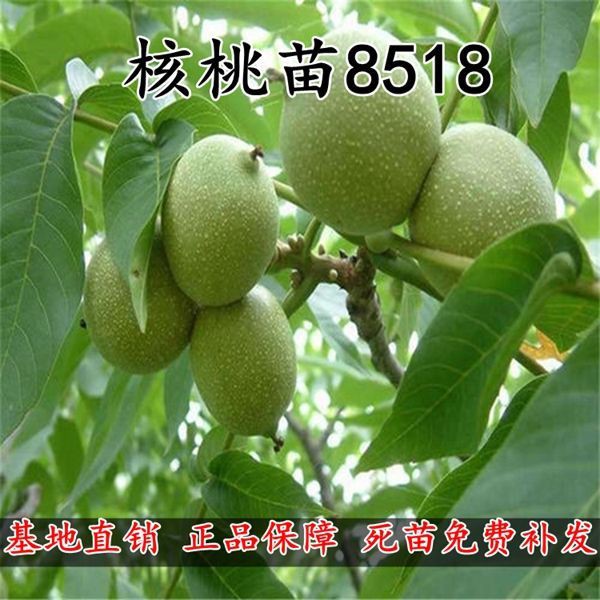 核桃苗8518嫁接苗薄皮树