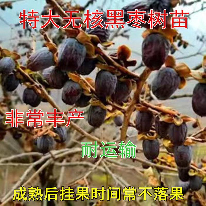 枣苗牛奶黑无核树软君迁子