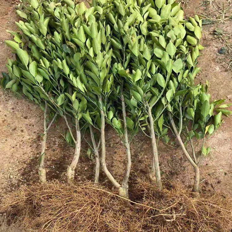 正宗温州瓯海接穗 欧瓯柑树苗 现挖现卖 果树苗 柑橘苗 苦柑 种苗