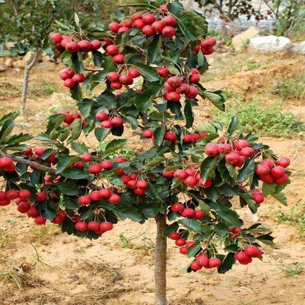 新品种无籽山楂苗结果多正宗无核山楂树苗大果南北方种植当年结果