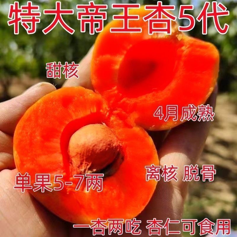 大果杏树苗嫁接红杏早熟超甜耐寒盆栽地栽抗寒南方北方种植果树苗