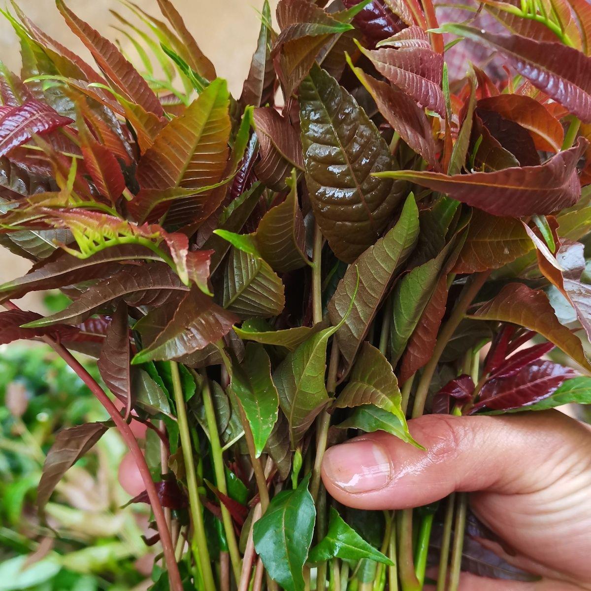 香椿树苗红芽油多年生造林
