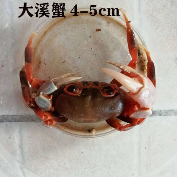 水养小宠物观赏螃蟹水族迷你南海溪蟹爬宠动物活物好养便宜田蟹