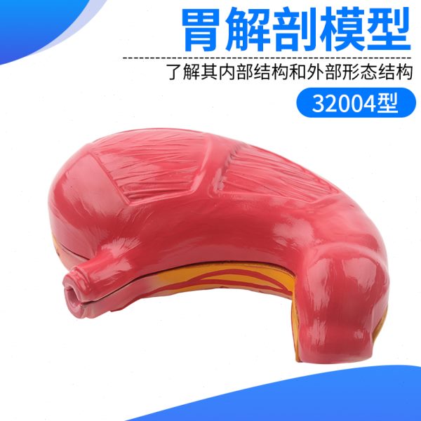 解剖胃器材 演模型教学教学仪器 教具  用仪器生物示