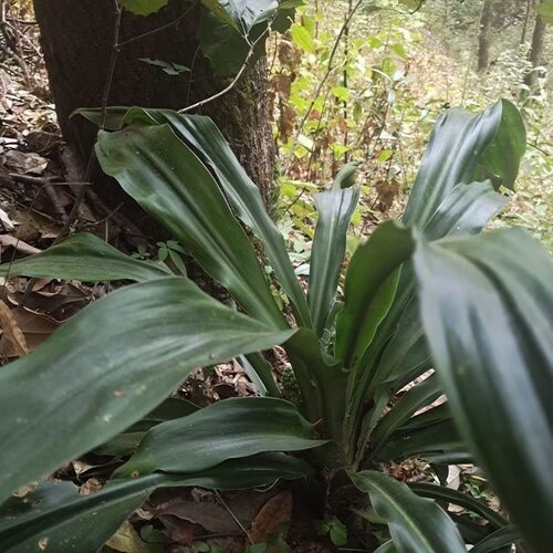 云南野生开口箭开喉剑草绿植正品纯天然万年青