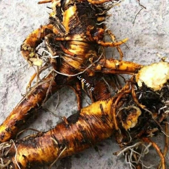 云南土大黄新鲜羊铁叶子根洋铁叶牛西西土大黄新鲜根中药材