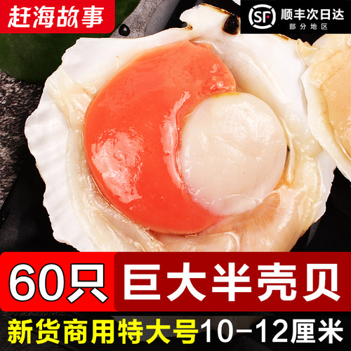 【原装非合成】大个半壳扇贝