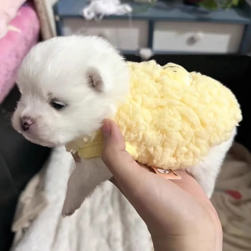 狗狗衣服幼犬奶狗奶猫小号背心