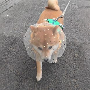 狗狗头纱防误食星星网纱头套宠物帽子透明围兜中小型犬防舔舐神器