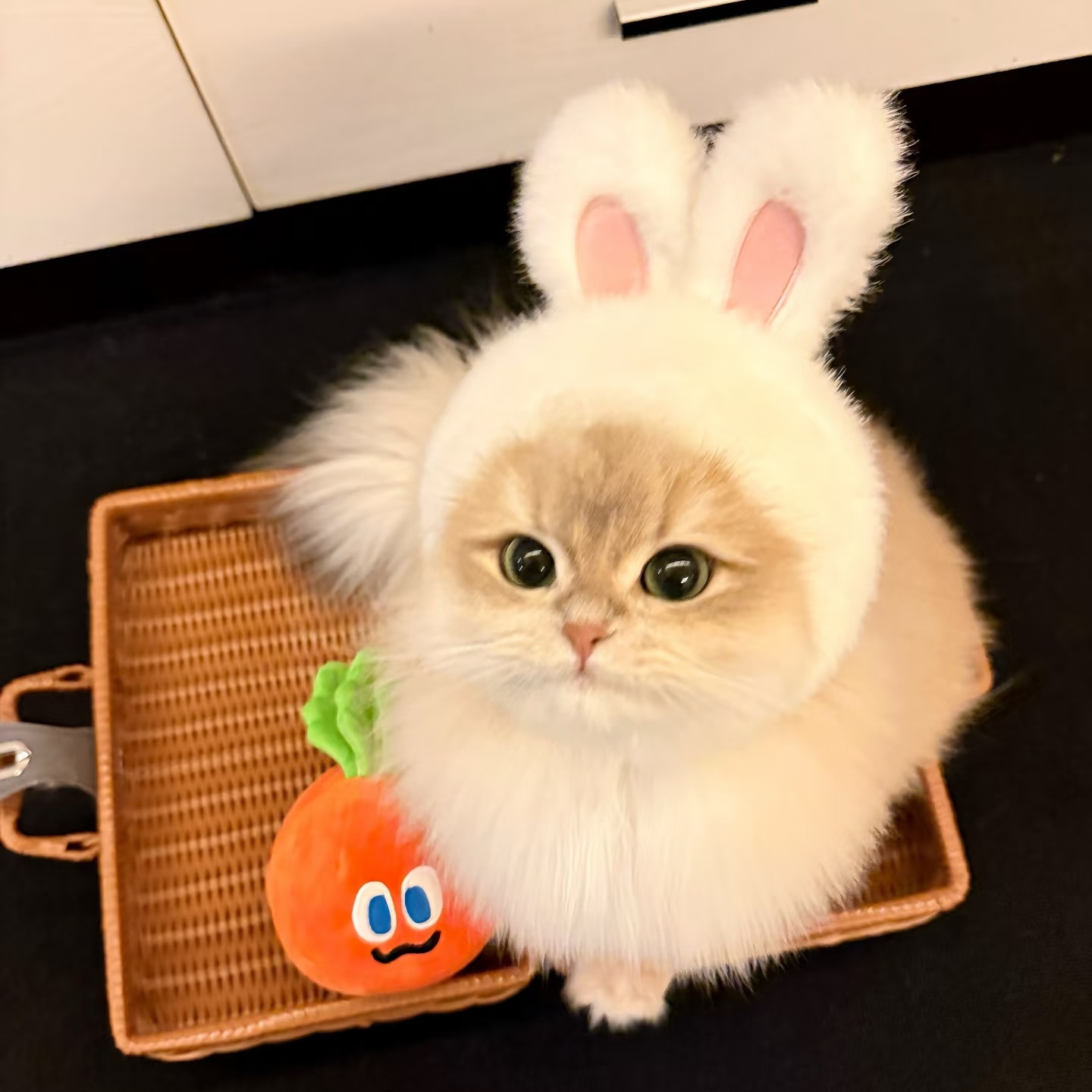 拍照道具猫咪帽子可爱小白兔毛绒帽子英短小型犬狗狗头套比熊泰迪