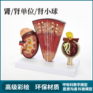 极速人体模型医院学校教学演示教具肾小球L内脏器官解剖肾剖面单