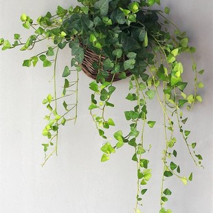极速心森岚心叶常春藤p金边垂吊长春藤绿植垂藤水培爬藤植物常青
