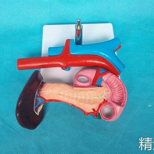 极速然大脾胰和十二指肠 人体内脏官D模1型 医器用教学模型..自..