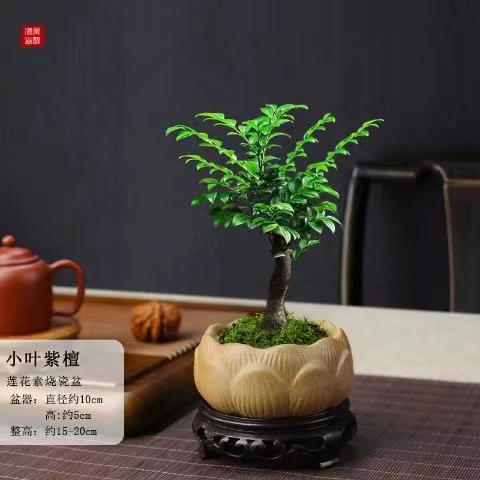 小叶紫檀盆景黑古茶盆栽室内四季好养绿植桌面常青盆栽禅意微盆景