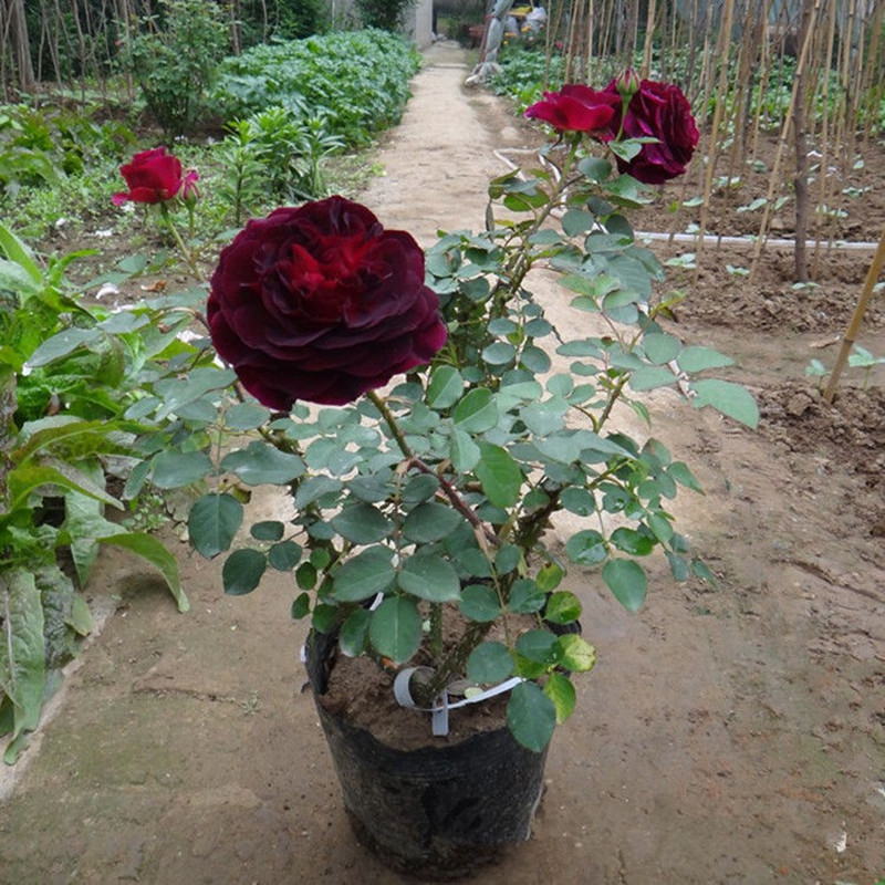 大花月季玫瑰苗盆栽带苞树