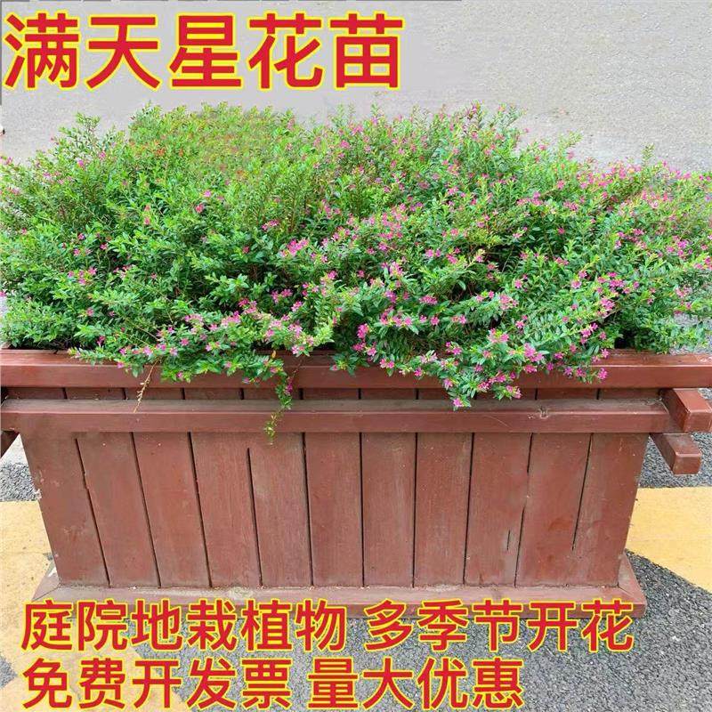 满天星花苗盆栽花卉地栽开花绿植室外易活好养庭院小区绿化工程苗,文具电教/文化用品/商务用品,活页胶圈,淘宝优惠券,粉丝福利购,淘宝优惠卷