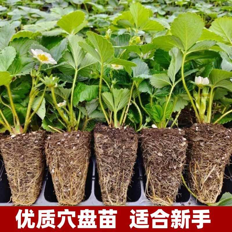 穴盘苗草莓带土四季奶油盆