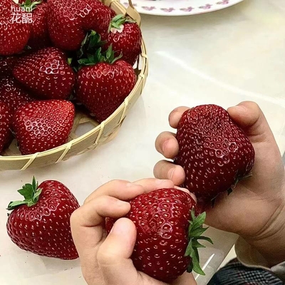 【黑珍珠大盆栽】即将开花