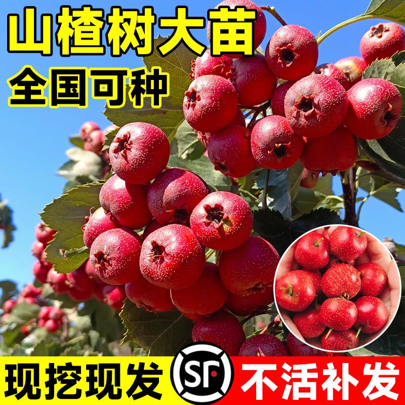 山楂树活苗大五棱无籽当年