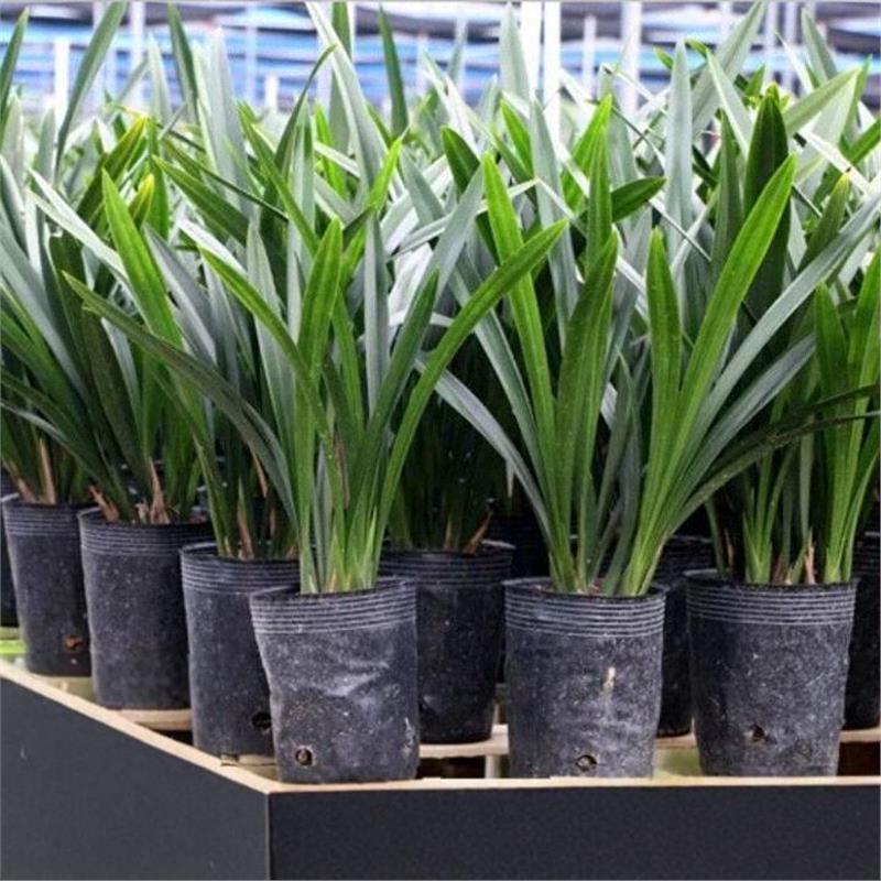 【特级兰花】高档苗墨企黑