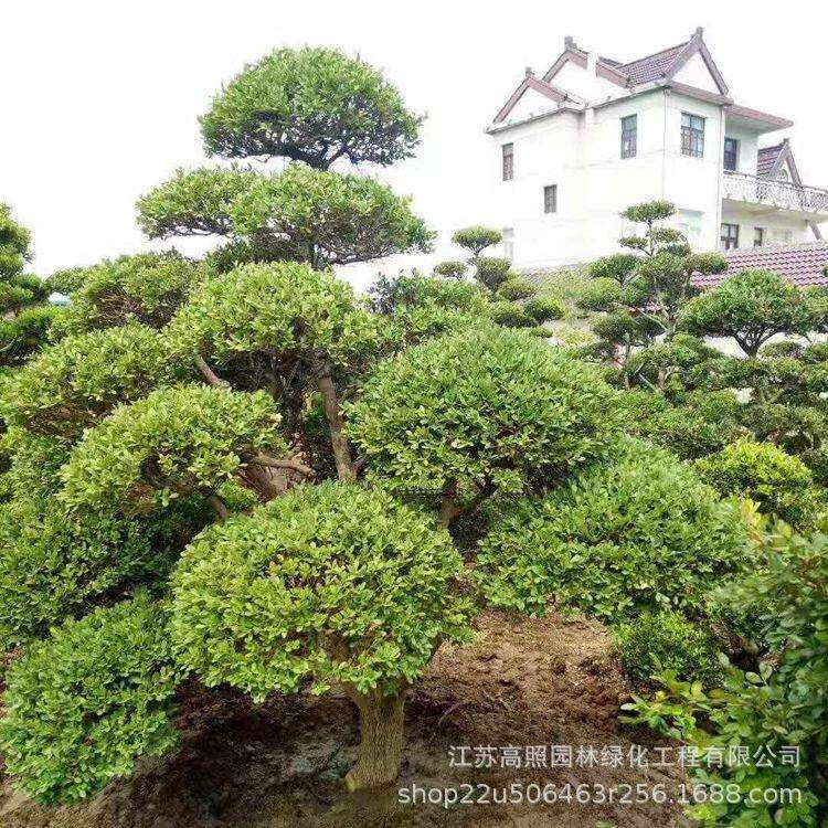 树桩9公分粗庭院黄杨树绿色系黄杨盆景桩露地春色叶绿植