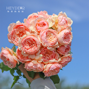 海蒂的花园月季花苗真宙直立切花月季耐热强果香阳台花卉盆栽