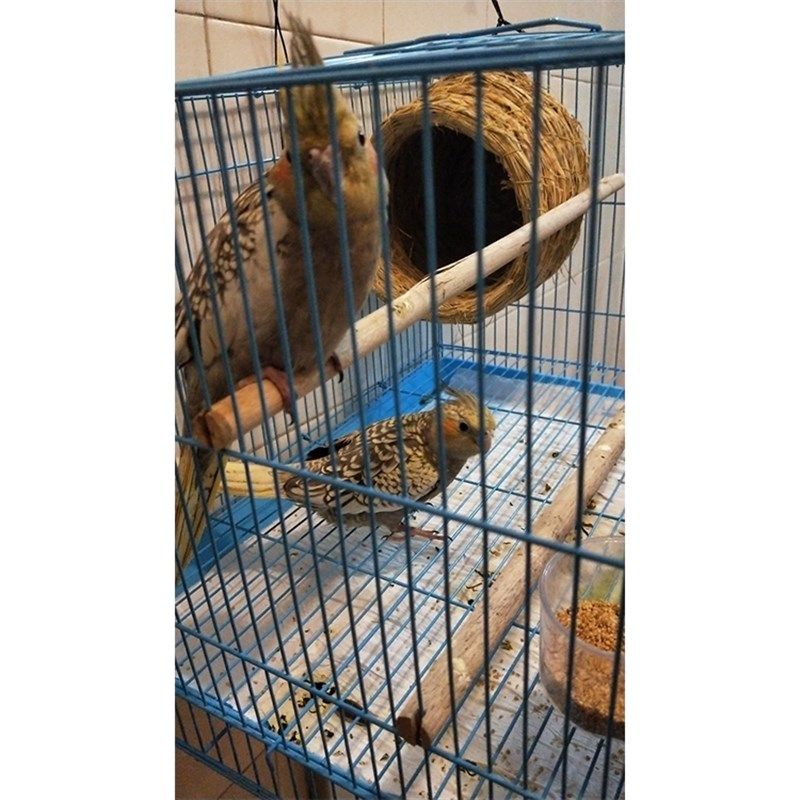 玄凤鹦鹉专用窝鸟笼用品冬天保暖繁殖孵化挂窝大型悬挂式天然草窝,宠物/宠物食品及用品,鸟窝,淘宝优惠券,粉丝福利购,淘宝优惠卷
