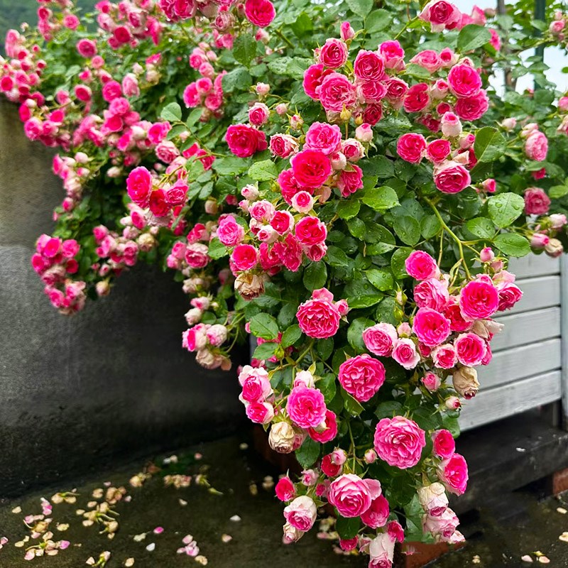 胭脂扣爬藤月季盆栽墙微花树苗墙薇花苗四季开花院子里适合种的花