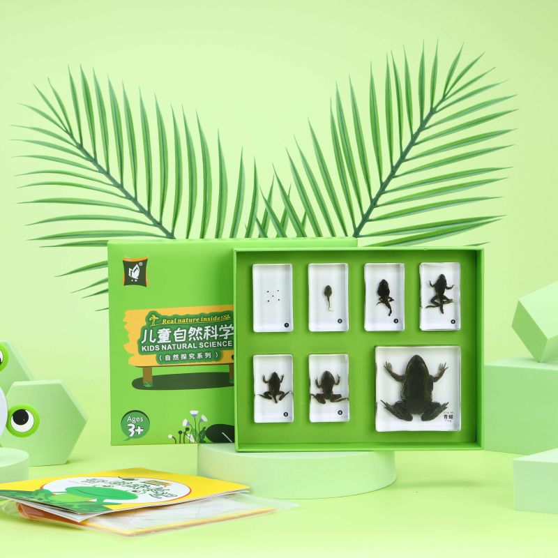 青蛙成长记教学标本自然探究
