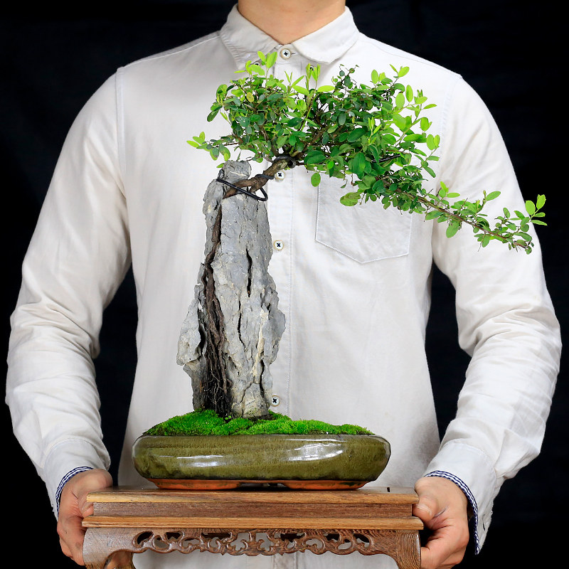 新品附石盆景铁包金树抱石提x根假山盆景树桩植物室内绿植艺术盆