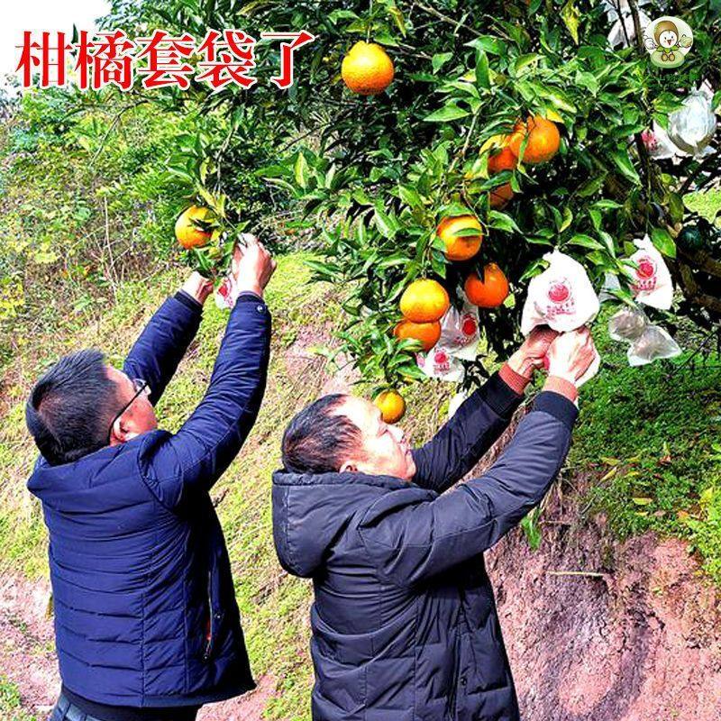 极速耙耙柑套袋柑橘套袋纸E袋橘子丑橘脐橙防冻套,鲜花速递/花卉仿真/绿植园艺,其它园艺用品,淘宝优惠券,粉丝福利购,淘宝优惠卷