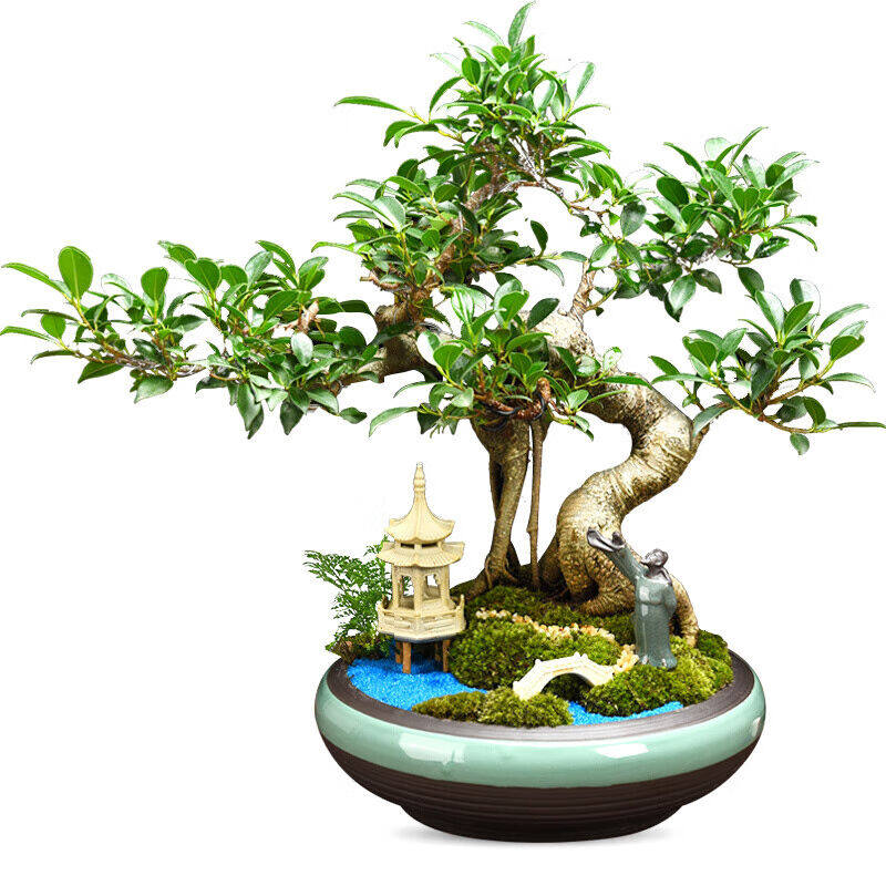 极速小叶榕树盆景植物室内花大盆栽耐寒造型树桩常S青花卉s型榕树