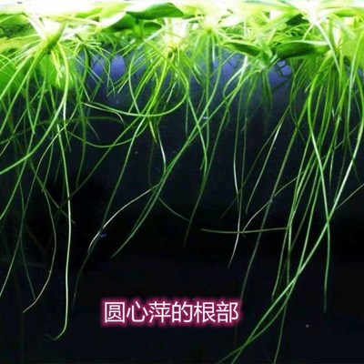 极速古法鱼缸造景养鱼缸里的水草斗鱼G水草庭院鱼池水生植物圆心