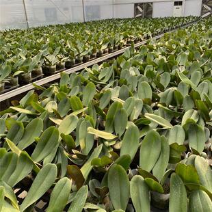 极速麒麟兰苑f高品质蝴蝶兰大辣椒带花兰花苗好活易养室内花卉绿